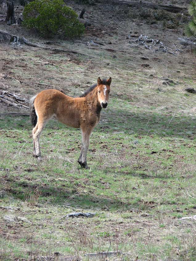Foal from the Pokegama herd on the range.  BLM Photo