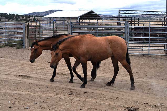 Horses from the Riddle Mountain herd while in holding at the Burns Wild Horse Corral.  BLM photo