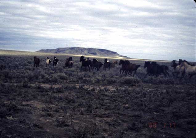 Sand Springs herd on the range.  BLM photo