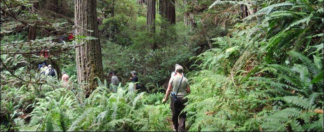 Hikers in Old Growth Redwood Forest, Salmon Pass Hike. Photo by BLM