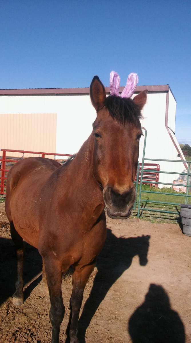 Horse with bunny ears. 