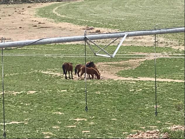 Horses at a distance in a field of brown and green.