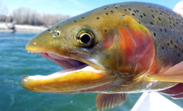 BIG rainbow trout stocked in several southeast Idaho fisheries