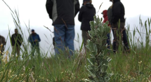 A sagebrush seedling foreground with a field trip group standing in the background