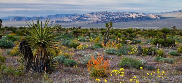 desert plant community at Red Rock Canyon NCA