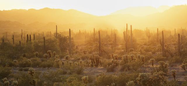 a brilliant orange desert sunset with a forest of saguaro and spiny cholla 