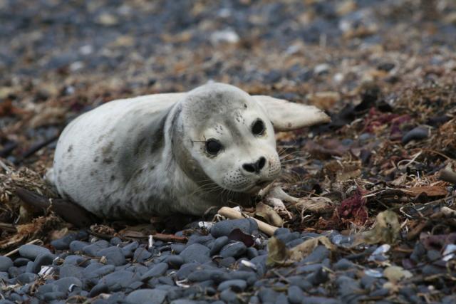 Explore Yaquina Head