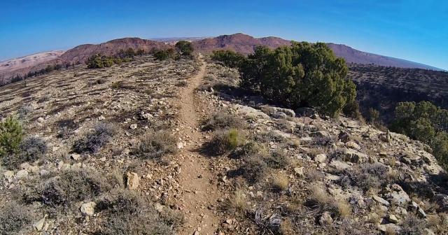 a rocky trail on a ridge top with shrubs and a pinyon tree lining the trail