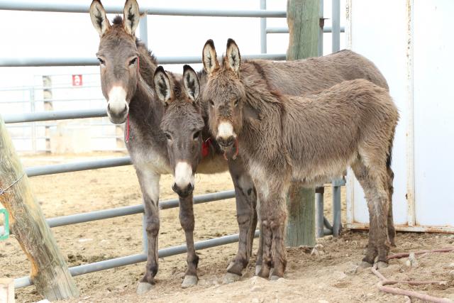 wild burros adopted for upcoming Mustang Mania event in Idaho