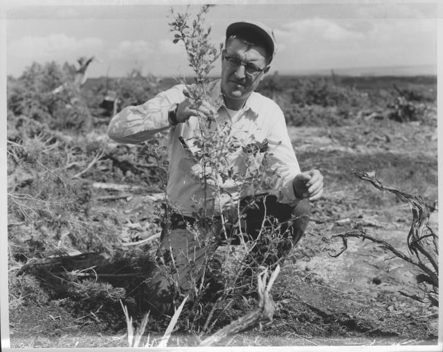 BLM staff member examines a mahogany plant on public lands