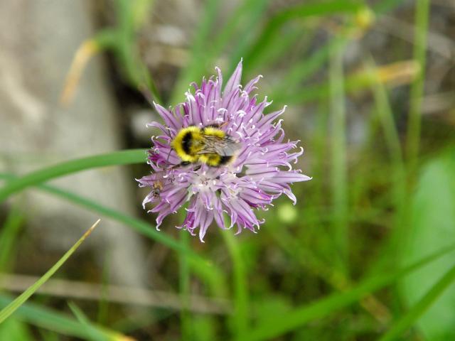 Bumble bee on a purple flower