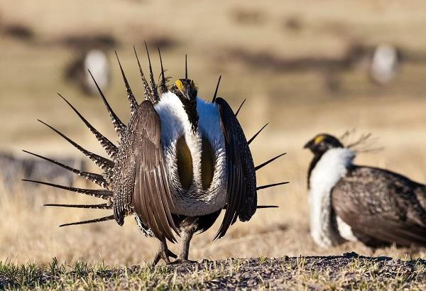 Bob says: "One of my favorite photo assignments was setting up in a blind (tent) at a Lek in the Bodie Hills, CA.  I was awakened at about 4 am when the birds first started coming in -- the males sound like coffee percolators as they strut.  This particular photo has been published internationally in articles regarding sage grouse conservation." (Photo by Bob Wick)