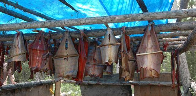 Salmon hanging to dry