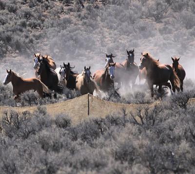 BLM Completes Surprise Complex Wild Horse Gather | Bureau Of Land ...