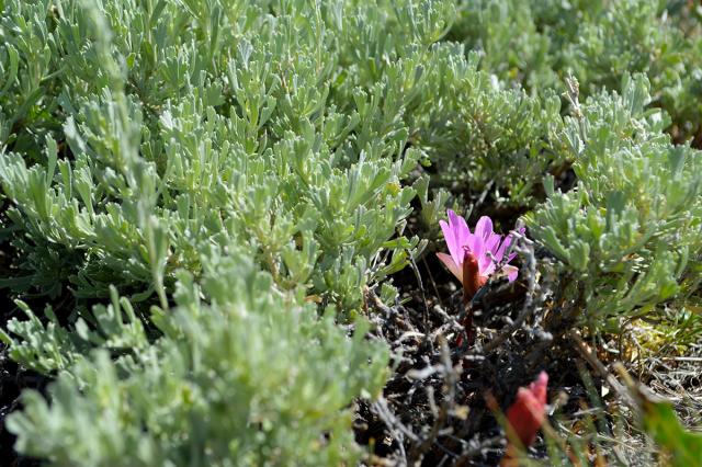 Pink flowering bitterroot under sagebrush canopy