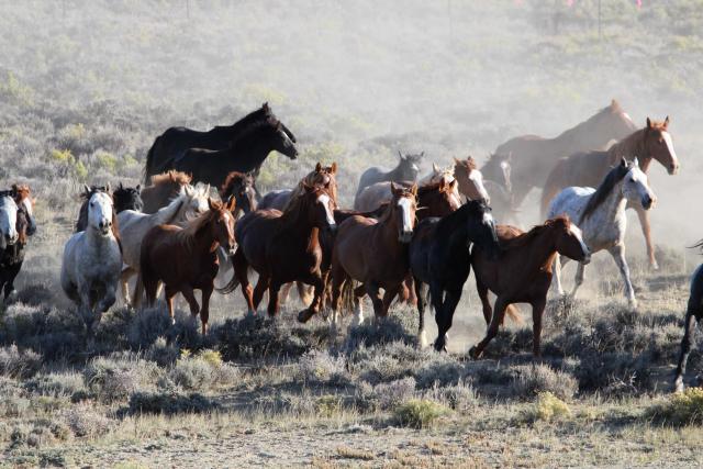 Wild horse clearance 5