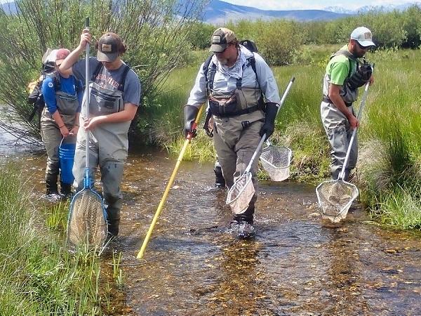 Four people with nets catching fish in the river. 