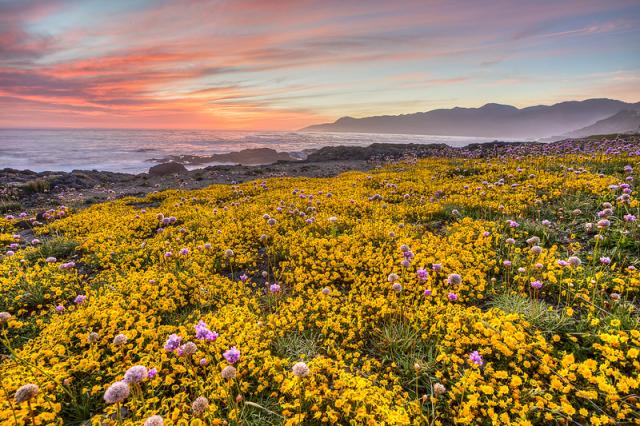 Sunset over the ocean and yellow flowers in King Range National Conservation Area in California