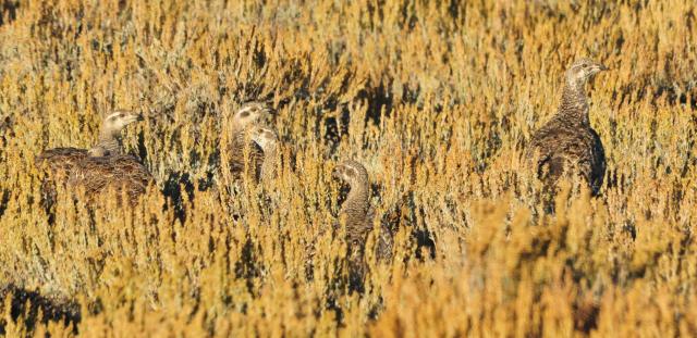 Sage-Grouse in Balance : Predators | Bureau of Land Management