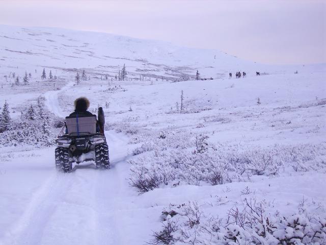 Caribou hunter riding on four-wheeler on lightly snow covered Quartz Creek Trail in the White Mountains National Recreation Area