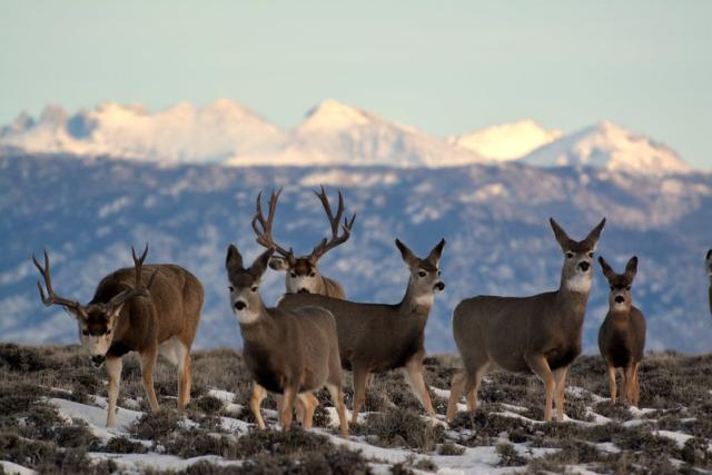 Deer in hill in Wyoming with background of snowy mountains