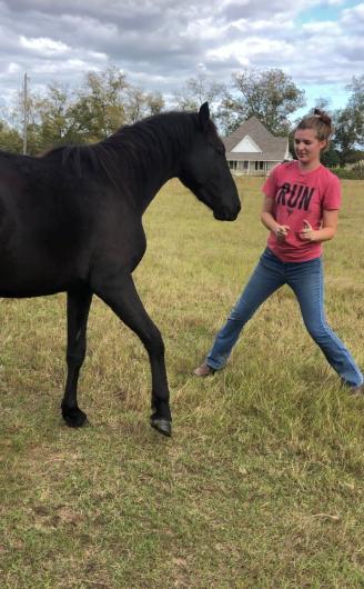 Girl holding halter of horse in a grassy field. 