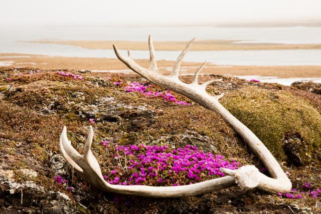 A caribou antler lies on the ground amid tundra wildflowers at Arctic National Wildlife Refuge
