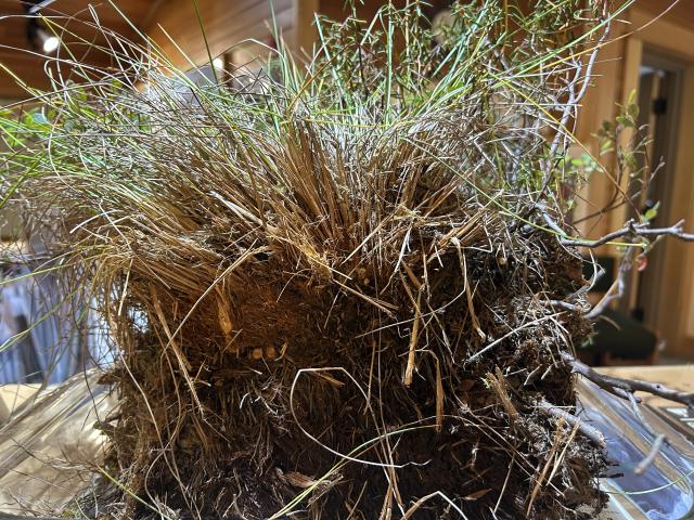 Tussock Cottongrass, cut in half to see components