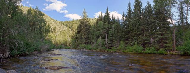 Looking out from the middle of a smooth flowing river in the pines on a sunny day 