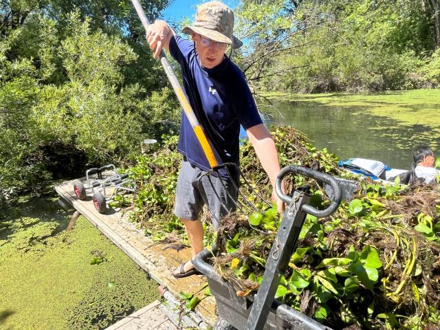 a man with a pitchfork cleans invasive weeds from a wetland area