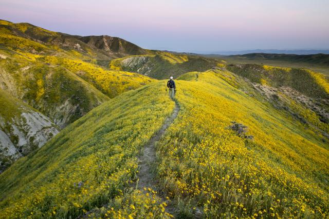 A man walks through a mountain covered with yellow flowers