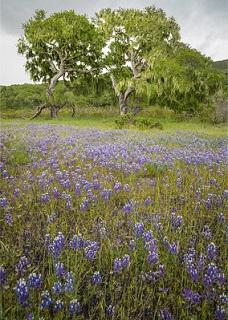 Purple Flowers and coastal oaks