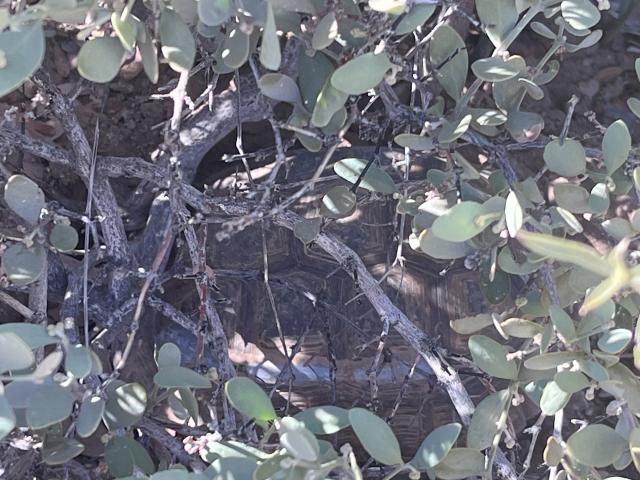 Desert tortoise hiding under a jojoba bush