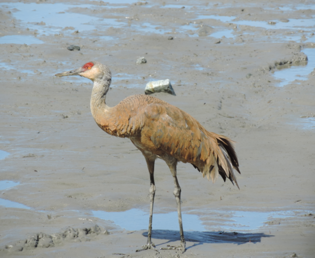 Sandhill crane walking