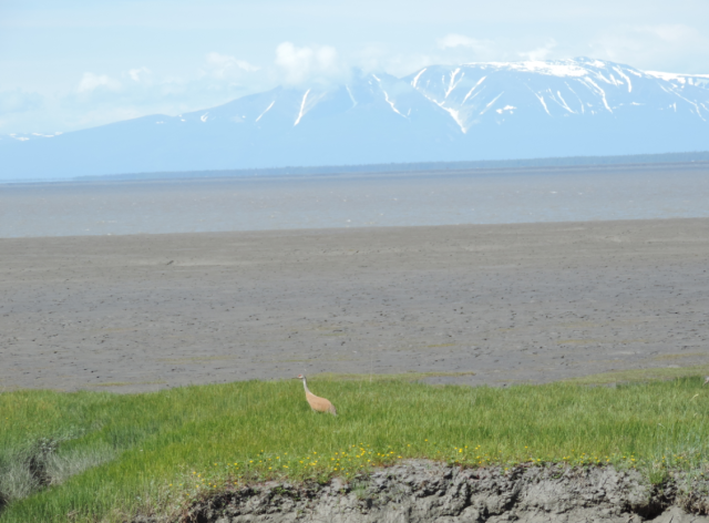 Sandhill Crane in front of mountain