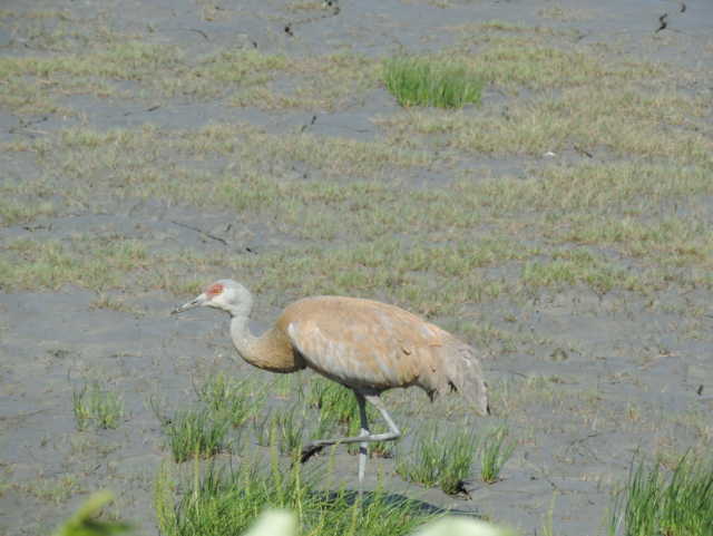 Sandhill crane in marsh