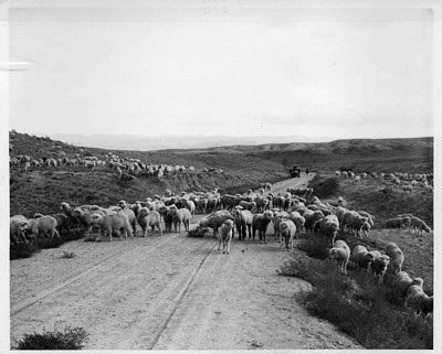 Image shows sheep grazing on rangelands and standing in a road in Wyoming.