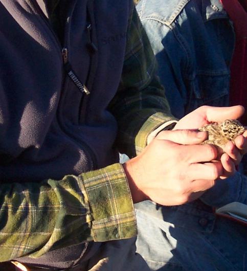 a biologist holds a day-old sage-grouse chick