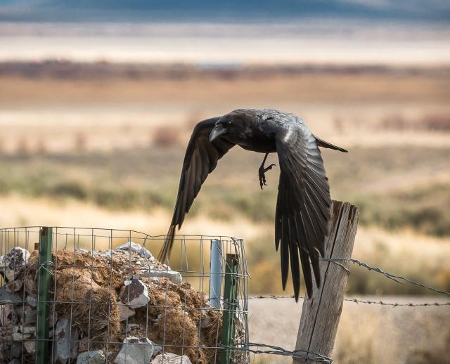a raven takes flight from a fencepost