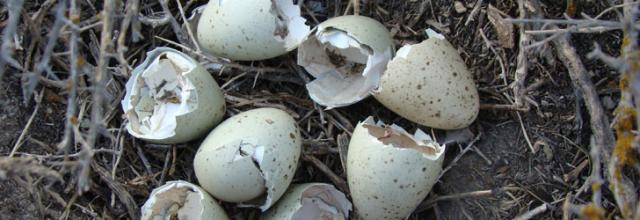 eight hatched sage-grouse eggs in a nest