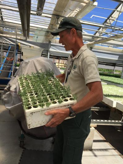 a worker carries a tray of sagebrush seedlings in a greenhouse