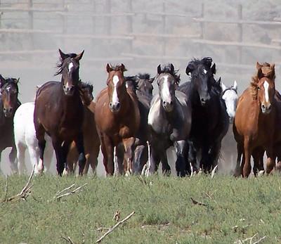 a row of horses gallops toward the camera.