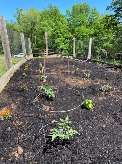 Newly planted flowers and vegetables are seen in the community garden. 
