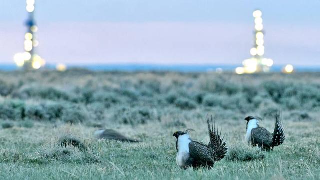 greater sage-grouse with oil & gas drilling rigs in the distance