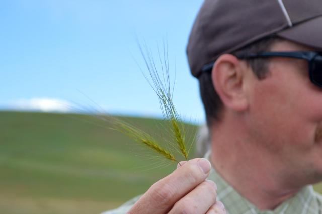 A man holds the heads of two strands of grass, with long, barbed seeds.