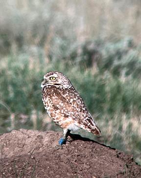 Photo. A small, brown-and-white burrowing owl stands on top of a dirt mound; bright-blue-colored band on its left leg; grassy prairie background; daytime.