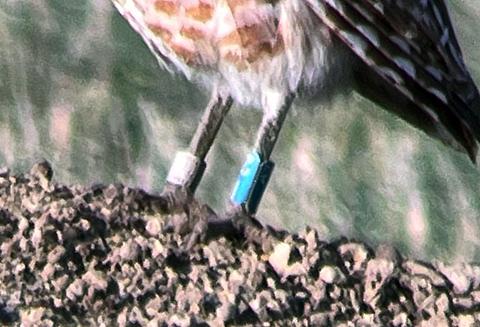 Photo. Close-up of the legs of a small, brown-and-white burrowing owl standings on top of a dirt mound; bright-blue-colored band on its left leg; smaller, silver-colored band on its right leg; grassy prairie background; daytime.