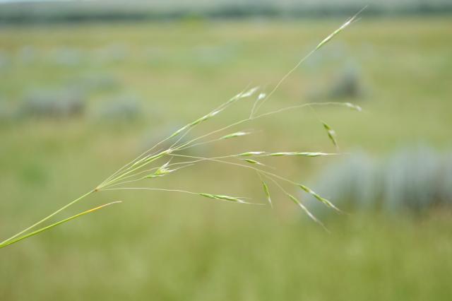 A single strand of slender grass with long, well-developed seeds