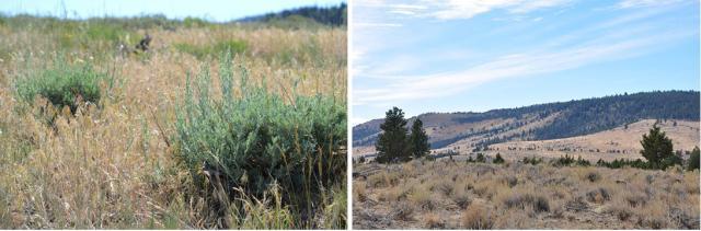 two-shot of invasive cheatgrass and encroaching juniper