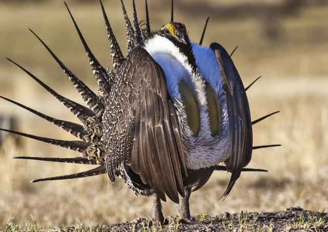 Sage-grouse showing feathers.